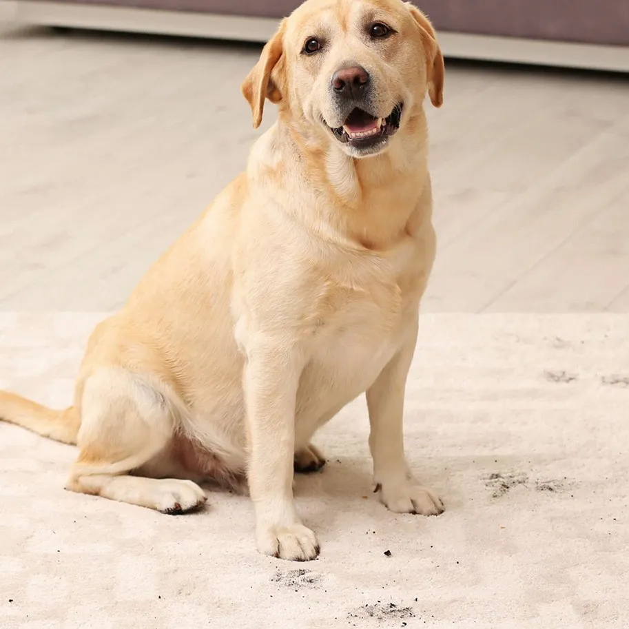 Area Rug Mud Stains | Color Interiors