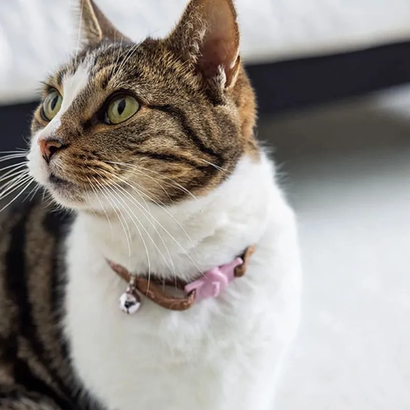 Ultra-durable Pet Perfect | Color Interiors