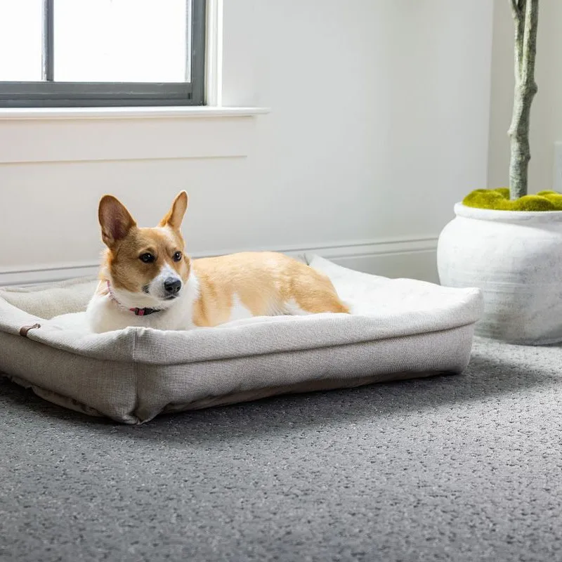 Pet Friendly Carpet | Color Interiors