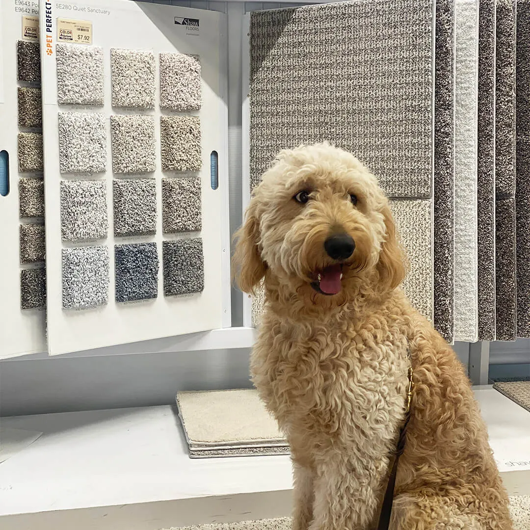 SHAW FLOORS - PET PERFECT | Color Interiors
