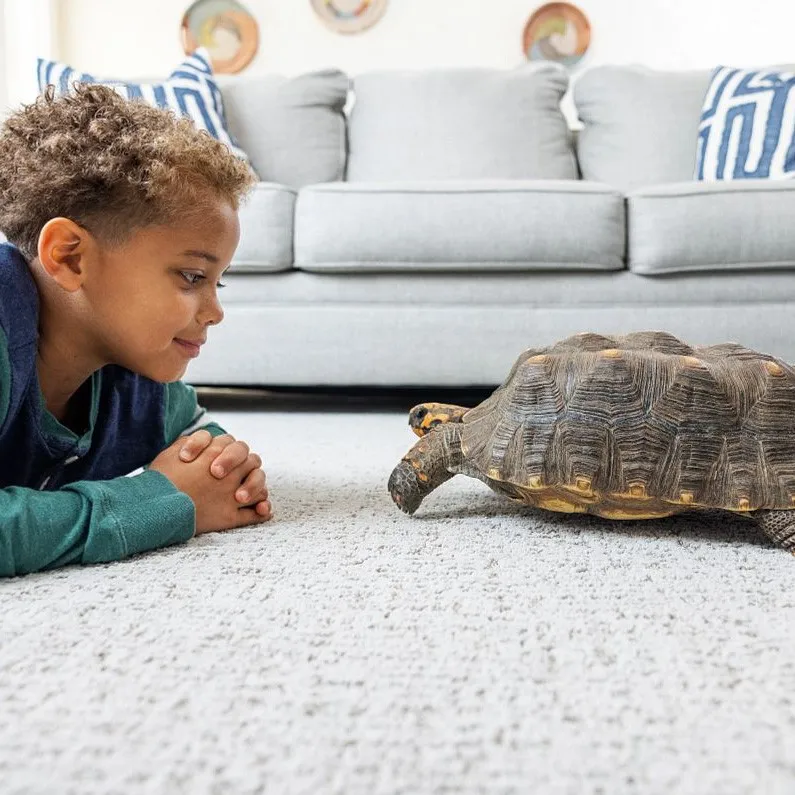 Pet Perfect Carpet | Color Interiors