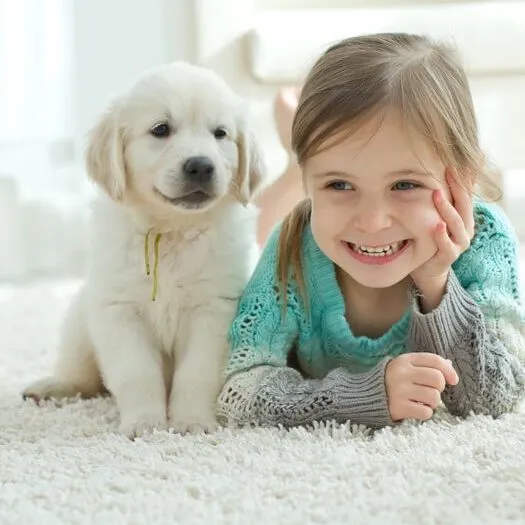 Pet Friendly Carpet | Color Interiors
