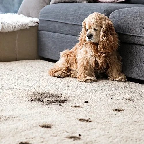 Carpet Bonus Tips | Color Interiors Design Center